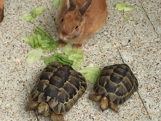 ウサギと亀の話から学ぶ