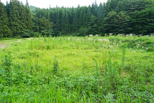 一度死んだ畑