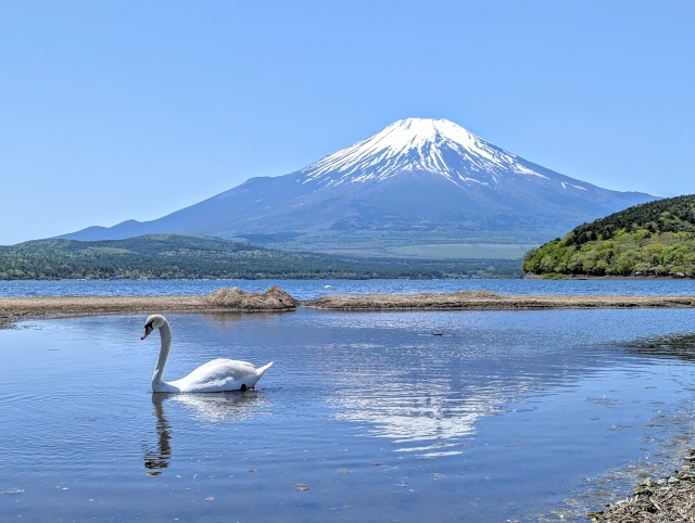 湖上の白鳥を目指す。セールスメンタルを強くする“涼しい顔”の魔法