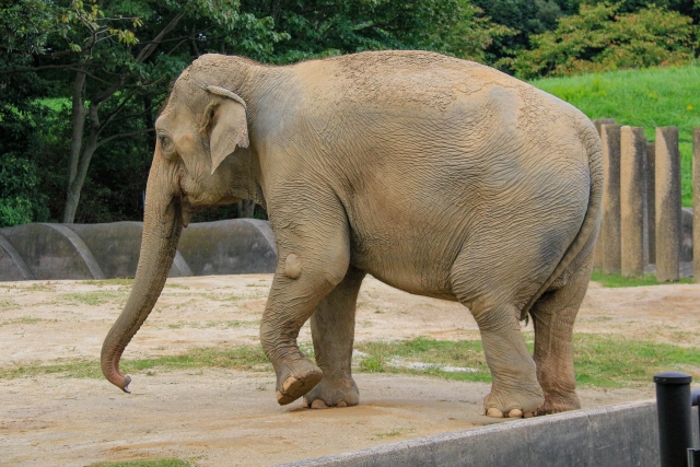 「象は鼻が長い」に学ぶ思考整理