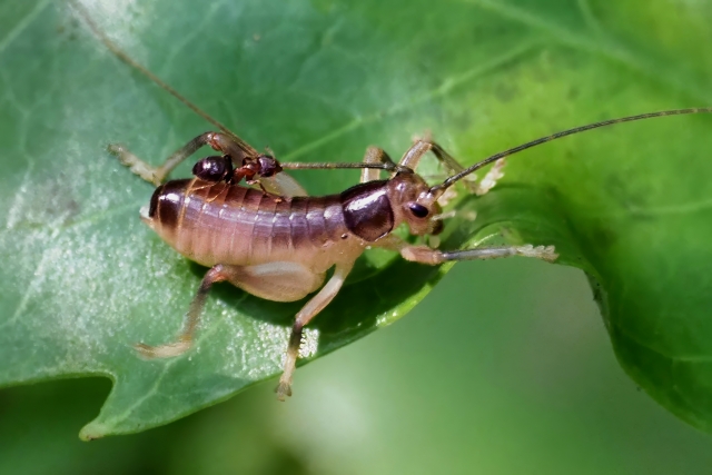 アリとキリギリスはどちらが良いのか？